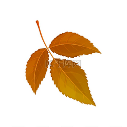 棕色卡通树图片_秋天的榆树叶矢量图标，卡通树叶