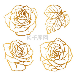 一套装饰性轮廓玫瑰美丽逼真的花