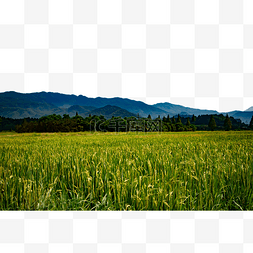 植物稻田村庄