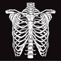 人类的胸腔。白色在黑色背景矢量