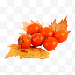 秋季成熟果实柿子
