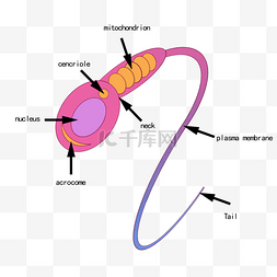 分析图插画图片_精子的剖面分析图