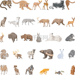 Wild Animals Set