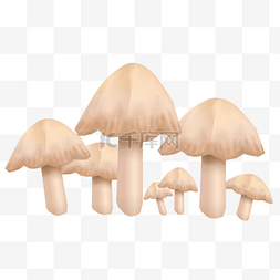 秋天食物菌类蘑菇菌菇植物