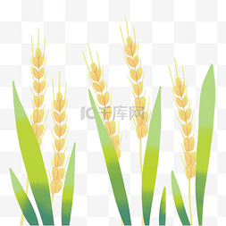 农作物麦穗