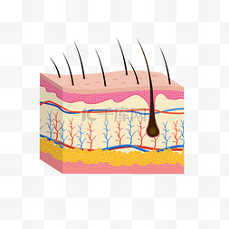 皮肤切面图片_毛囊皮肤问题立体剖面图肌理结构