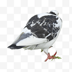 灰色鸽子羽毛鸟类动物