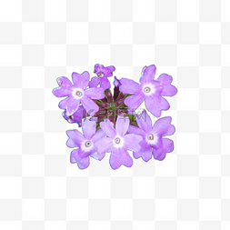 美女樱鲜花植物花瓣摄影图