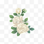 白玫瑰水彩花卉花叶