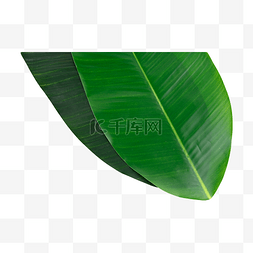 芭蕉叶热带生长植物