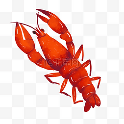 新鲜虾龙虾图片_红色小龙虾