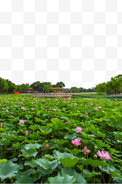 荷花池景色图片_北京地标荷花池北海公园