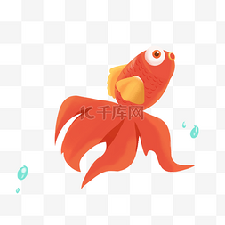 弯弯的尾巴图片_橙红色金鱼剪贴画