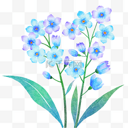 淡蓝色水彩图片_淡彩勿忘我花卉