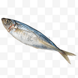 海鲜鲅鱼