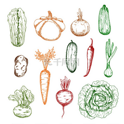 土豆青瓜胡萝卜图片_胡萝卜和洋葱、卷心菜和土豆、黄