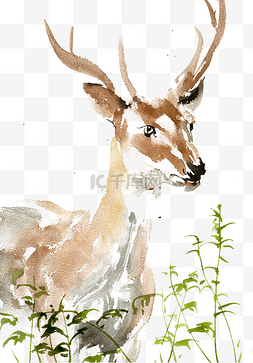 小动物头部图片_草丛中的小鹿
