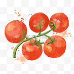 西红柿一串水彩蔬菜