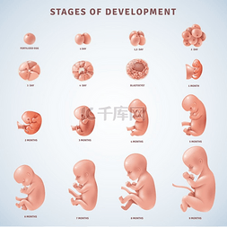 精子畸形图片_人类胚胎发育阶段。