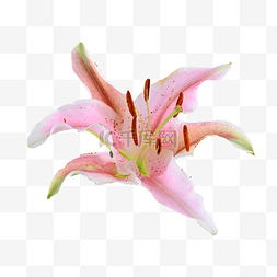 花卉绿植创意图片_粉色百合摄影图花朵盆栽