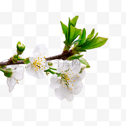 白色梨花树枝