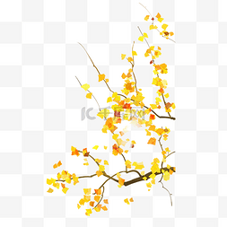 秋季银杏树