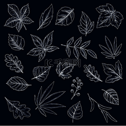 植物黑板画图片_黑板上的树木和灌木粉笔画的叶子