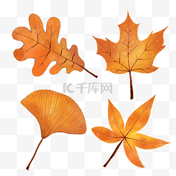 银杏叶和水彩秋季树叶组合