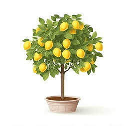 柠檬树卡通图片_一颗结满柠檬的柠檬树