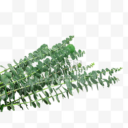 尤加利绿叶图片_尤加利植物枝条