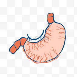 人体胃图片_医疗人体组织器官