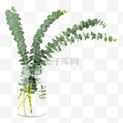 小桉树素材图片_尤加利装饰绿植花瓶