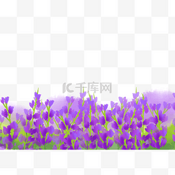 薰衣草紫色花卉图片_薰衣草紫色花卉