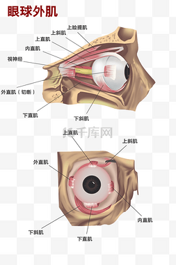 人体肌肉图片_医疗人体组织眼球外肌局部示意图
