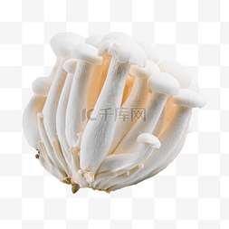 白玉蘑菇 白蘑菇 天然成分