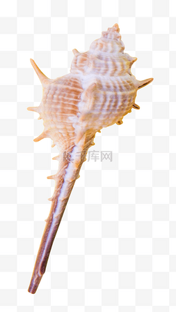 海螺螺科动物