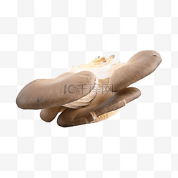 小清新易拉宝背景图片_pleurotus ostreatus 拉蘑菇 寄生真菌