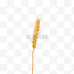 农作物麦子图片_农作物麦子麦穗