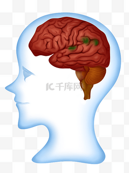 人体脑部图片_人体医疗组织器官脑部侧面