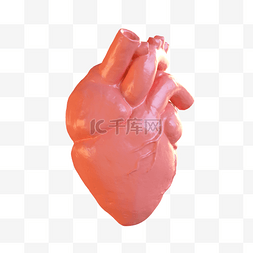 3D内脏器官心脏