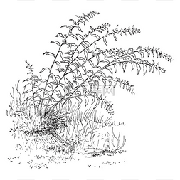 手绘线条画植物图片_这是加拿大一枝 Caesia 的形象。它