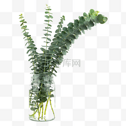 对称花类图片_尤加利绿植花瓶装饰