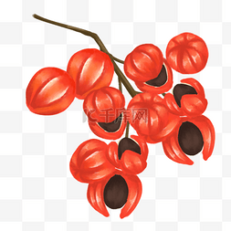 创意文字红色图片_可可豆巴西水彩写实植物