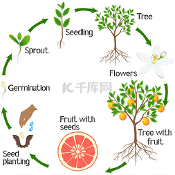 手绘生长的植物图片_在白色背景上的葡萄柚植物的生长