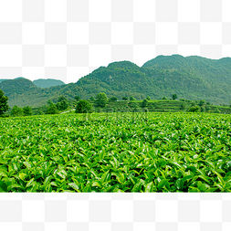 山上的茶园茶叶茂盛生长