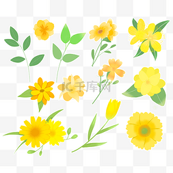 春日植物黄色花草