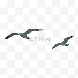 自由飞翔图片_两只海鸥小鸟飞行