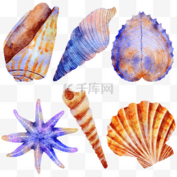 贝壳组合海洋生物水彩风格