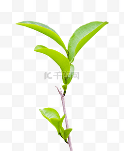 春季上新趣绿图片_茶叶春季植物绿植