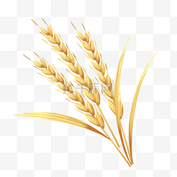 成熟的金色麦子